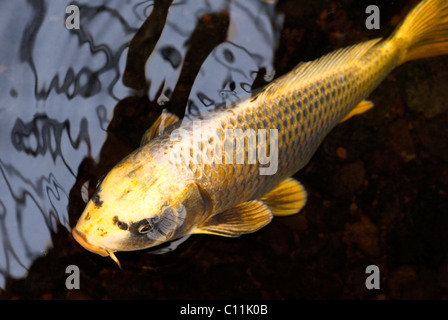 Closeup carp koi, variety Yamabuki ogon (Cyprinus) Stock Photo