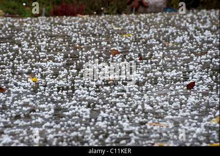 An cyclamen growing in a rock in a Hail storm. Stock Photo