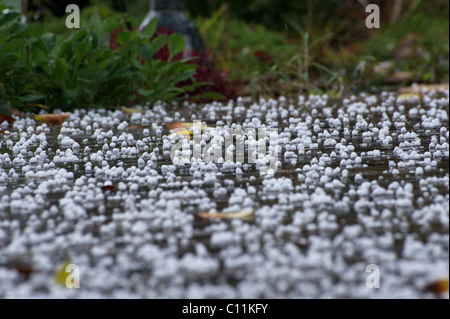 An cyclamen growing in a rock in a Hail storm. Stock Photo