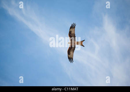 Red Kite (Milvus milvus) Stock Photo