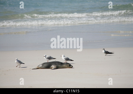 Baby Sea Lion searching for its mother in the Seal Bay on Kangaroo Island, South Australia, Australia Stock Photo