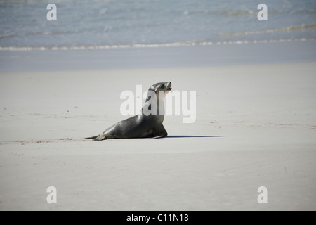 Baby Sea Lion searching for its mother in the Seal Bay on Kangaroo Island, South Australia, Australia Stock Photo