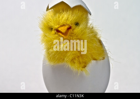 Newly hatched toy easter chicken in its eggshell, isolated on white Stock Photo