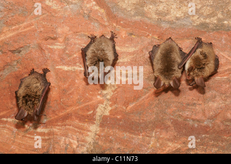 Bechstein's Bats (Myotis bechsteinii) during hibernation Stock Photo