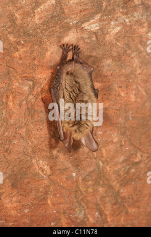 Bechstein's Bat (Myotis bechsteinii) during hibernation Stock Photo