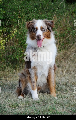 Australian Shepherd dog, male, red-merle Stock Photo