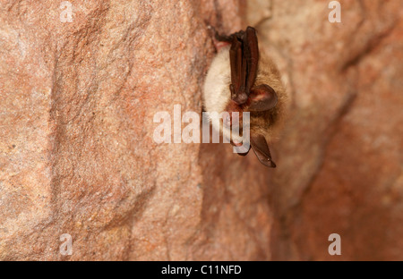 Bechstein's Bat (Myotis bechsteinii) during hibernation Stock Photo