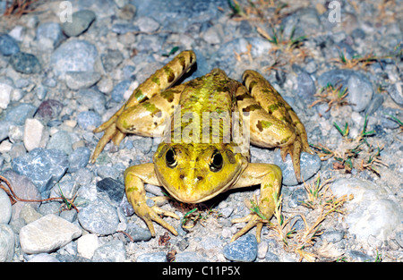 Marsh frog (Rana ridibunda Pallas) Stock Photo