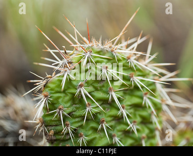 Close up of a Prickly Pear Cactus, Badlands, Drumheller, Alberta, Canada. Stock Photo