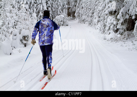 Cross-country skier, classic style, in the snow-covered forest, Gutenbrunn Baernkopf biathlon and cross country ski center Stock Photo