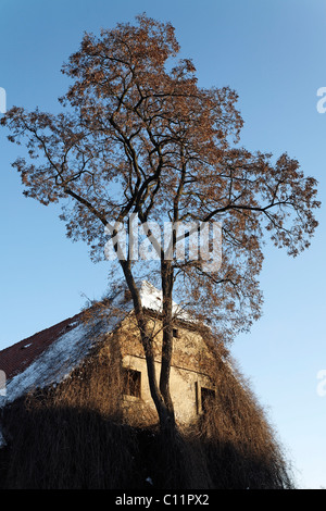 Old, overgrown farm with bizarre tree, Kloster Wendhusen monastery, Thale, Harz, Saxony-Anhalt, Germany, Europe Stock Photo