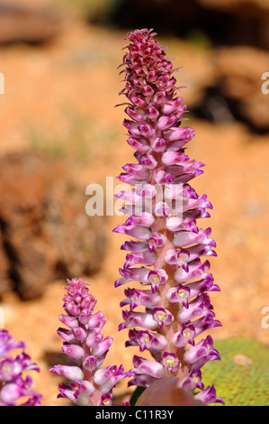 Lachenalia carnosa, Namaqualand, South Africa Stock Photo