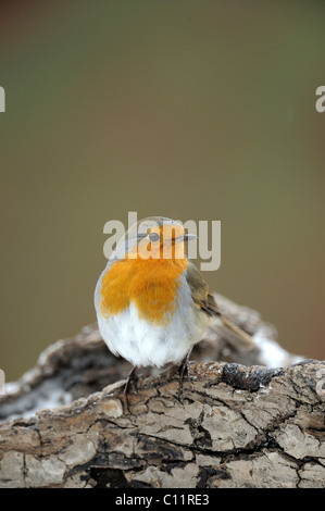 Robin (Erithacus rubecula) Stock Photo