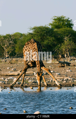 Giraffe (Giraffa camelopardalis) drinking, Etosha National Park, Namibia, Africa Stock Photo