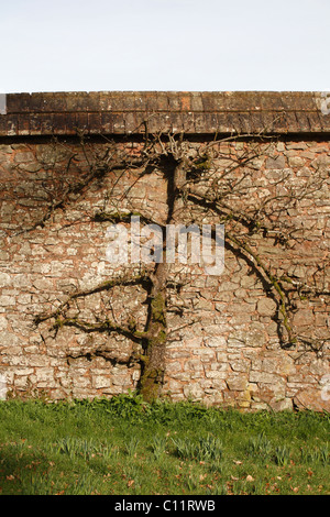 Fruit tree trained into espalier growing against wall at Knightshayes Garden NT Tiverton Devon UK Stock Photo