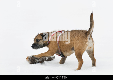 Terrier crossbreed with a branch in the snow, paw on the branch, direct view, suspicious Stock Photo