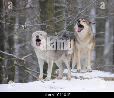 Mackenzie Valley Wolf, Alaskan Tundra Wolf or Canadian Timber Wolf (Canis lupus occidentalis), wolves howling in the snow Stock Photo