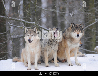 Mackenzie Wolf, Canadian wolf, Timber wolf (Canis lupus occidentalis), three wolves in the snow, young in the middle Stock Photo