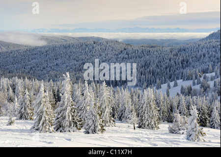 View from Mt. Feldberg on snow-covered Silver Firs (Abies alba), in the back the wooded hills of the high Black Forest, Stock Photo