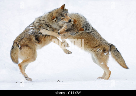 Fighting, playing wolves, cub, Mackenzie Wolf, Alaskan Tundra Wolf or Canadian Timber Wolf (Canis lupus occidentalis) in the Stock Photo