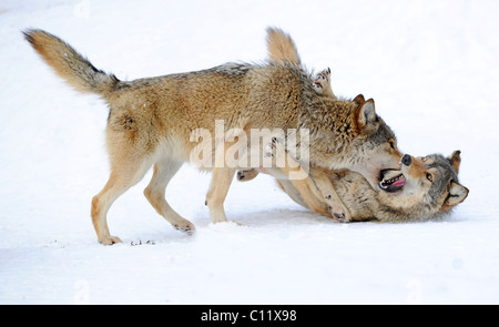 Fighting, playing wolves, cub, Mackenzie Wolf, Alaskan Tundra Wolf or Canadian Timber Wolf (Canis lupus occidentalis) in the Stock Photo