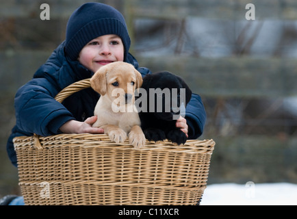 Little boy with Labrador Retriever puppies (Canis lupus familiaris) in a basket Stock Photo