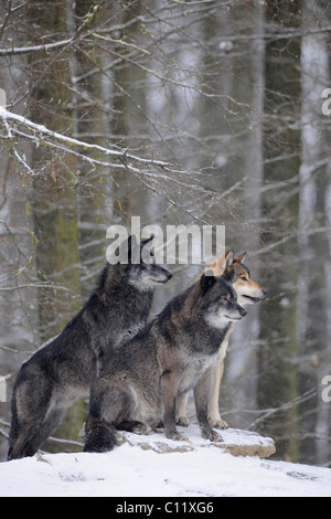 Mackenzie Wolf, Alaskan Tundra Wolf or Canadian Timber Wolf (Canis lupus occidentalis), two wolves in the snow Stock Photo