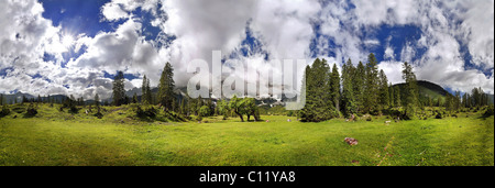 360 ° mountain panorama with unusual cloud formation, mountain forest and maple trees, Kleiner Ahornboden, Karwendel, Tyrol Stock Photo