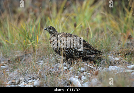 North American Spruce Grouse (Falcipennis canadensis), female, Jasper National Park, Alberta, Canada Stock Photo