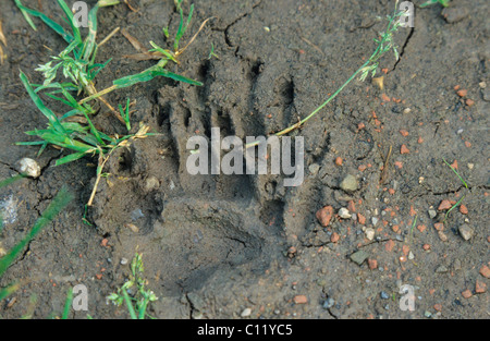 Badger (Meles meles), track, claw impression in soft soil Stock Photo