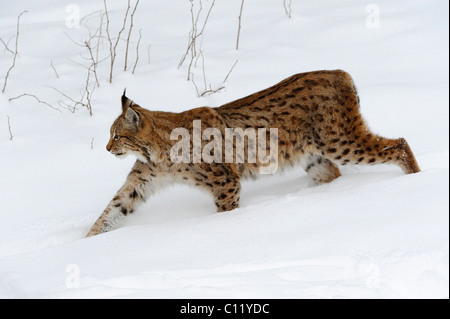 European lynx (Lynx lynx) in the snow Stock Photo