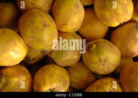 Freshly picked Quinces (Cydonia oblonga) Stock Photo