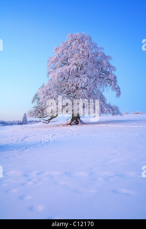 Wintry solitary beech (Fagus sylvatica), covered with hoarfrost on the Knoten mountain, 605 m above sea level, Hoher Westerwald Stock Photo