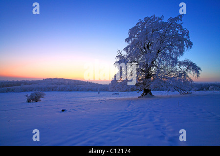 Wintry solitary beech (Fagus sylvatica), covered with hoarfrost on the Knoten mountain, 605 m above sea level, evening mood Stock Photo
