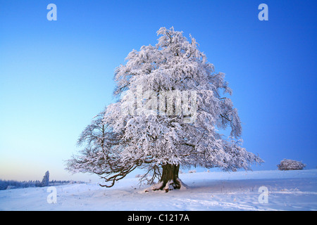 Wintry solitary beech (Fagus sylvatica), covered with hoarfrost on the Knoten mountain, 605 m above sea level, Hoher Westerwald Stock Photo