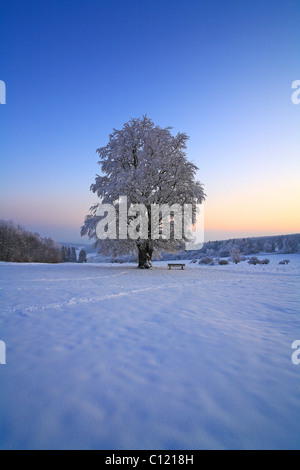 Wintry solitary beech (Fagus sylvatica), covered with hoarfrost on the Knoten mountain, 605 m above sea level, evening mood Stock Photo