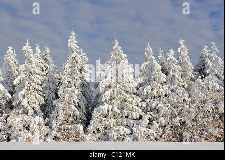 European Silver Fir (Abies alba), covered with snow and frost, Schauinsland Mountain, Black Forest, Baden-Wuerttemberg Stock Photo