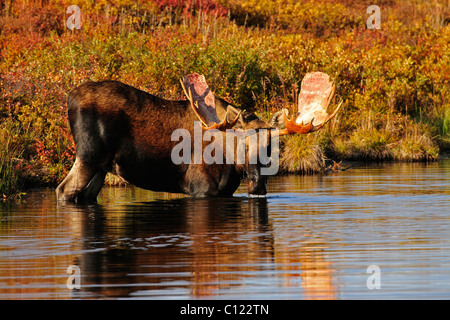 Bull Moose (Alces alces) in the early morning eating grass from the bottom of a beaver pond, Denali National Park, Alaska, USA Stock Photo