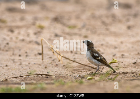 White-browed Sparrow-Weaver (Plocepasser mahali) in Samburu National Reserve,  Kenya