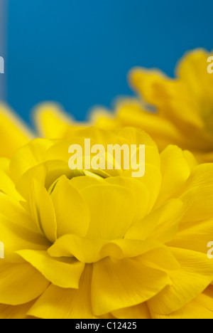 Ranunculus asiaticus Bloomingdale Golden Shades Stock Photo