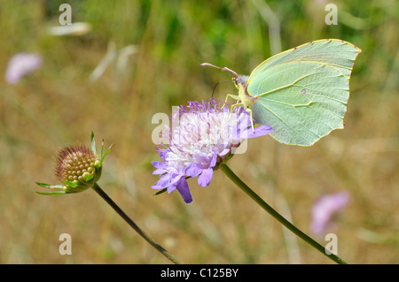 Macro female common Brimstone (Gonepteryx rhamni) seen of profile feeding on knautia flower Stock Photo