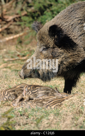 Wild Boar (Sus scrofa), sow with sleeping piglets, Allgaeu, Bavaria, Germany, Europe Stock Photo