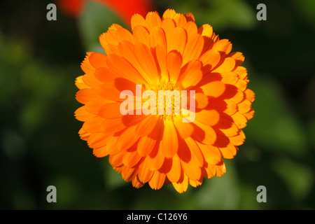 Blossom of Pot Marigold (Calendula officinalis), garden plant, medicinal plant Stock Photo