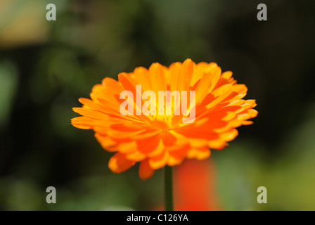 Blossom of Pot Marigold (Calendula officinalis), garden plant, medicinal plant Stock Photo