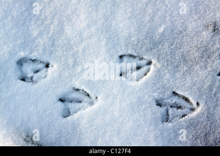 Tracks of a mallard duck (Anas platyrhynchos) in snow in winter Stock Photo