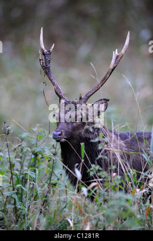 Sika Deer (Cervus nippon), rutting stag, portrait, Jaegersborg, Zealand, Denmark, Scandinavia, Europe Stock Photo
