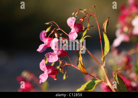 Flowers and seed pod of Himalayan balsam, Indian balsam (Impatiens glandulifera), neophyte Stock Photo