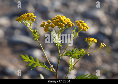 Tansy (Tanacetum vulgare), compass plant Stock Photo