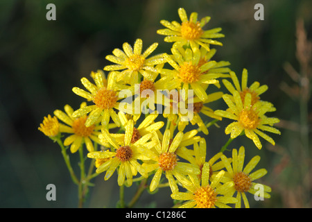 Flowers of Ragwort (Senecio jacobaea) with dewdrops, poisonous plant Stock Photo