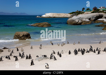 African Penguins (Spheniscus demersus) on Boulders Beach at the Western Cape near Cape Town, South Africa, Africa Stock Photo